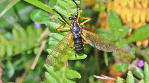 Réf. 326 627 : Molobratia teutonus